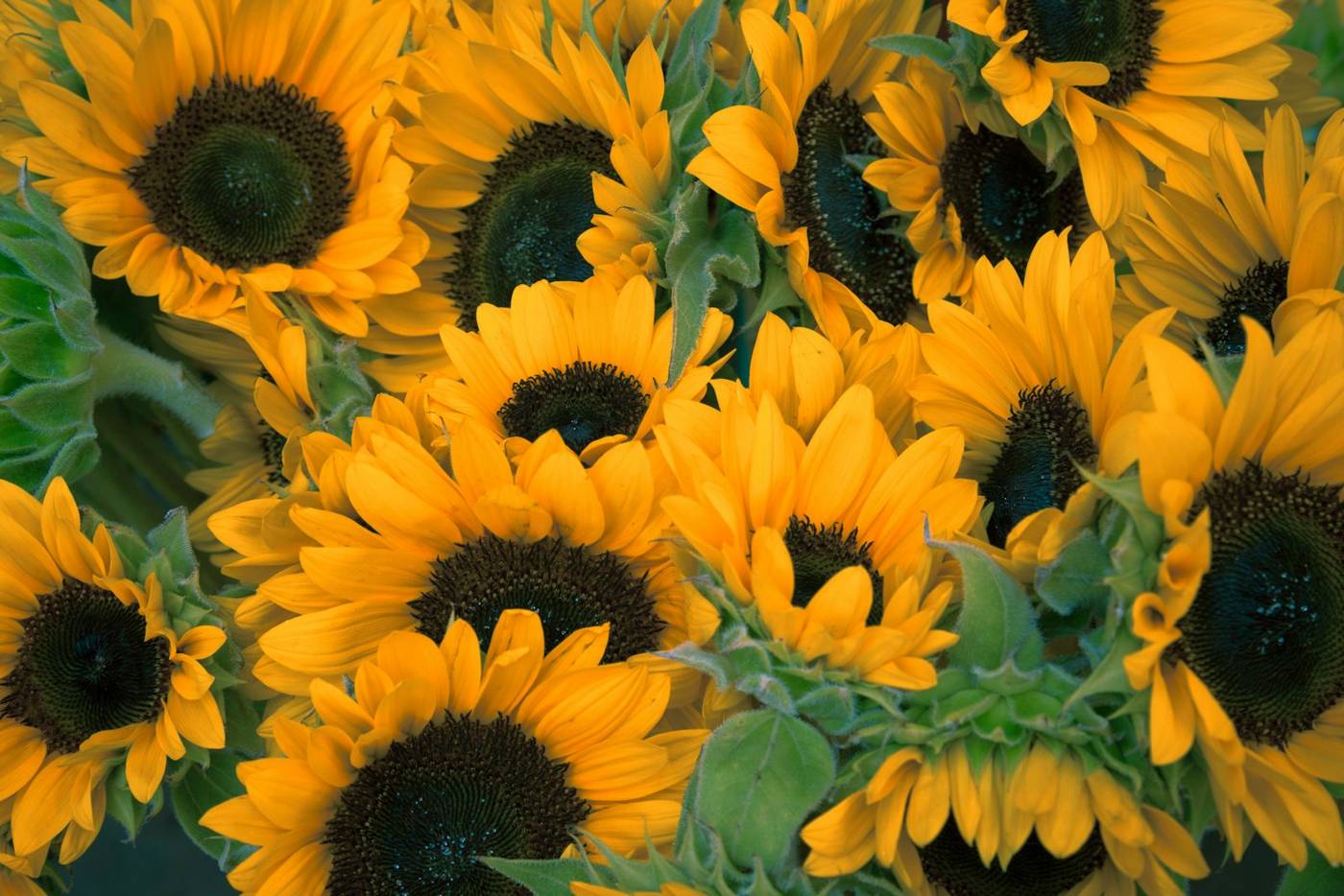 In Bloom template